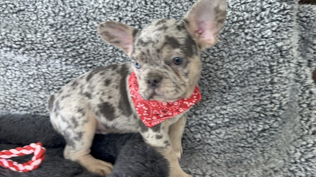 Rocky | Blue Merle & Tan French Bulldog Male | Mr. Adorable