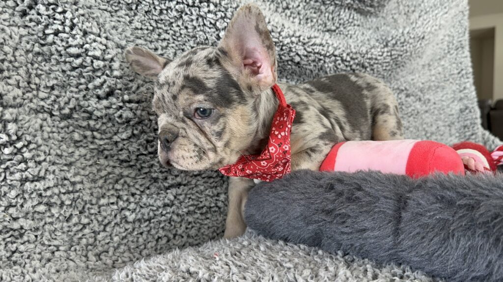 Rocky | Blue Merle & Tan French Bulldog Male | Mr. Adorable