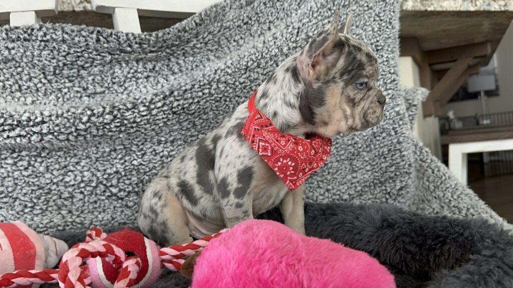 Rocky | Blue Merle & Tan French Bulldog Male | Mr. Adorable