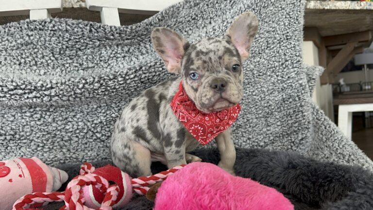 Rocky | Blue Merle & Tan French Bulldog Male | Mr. Adorable