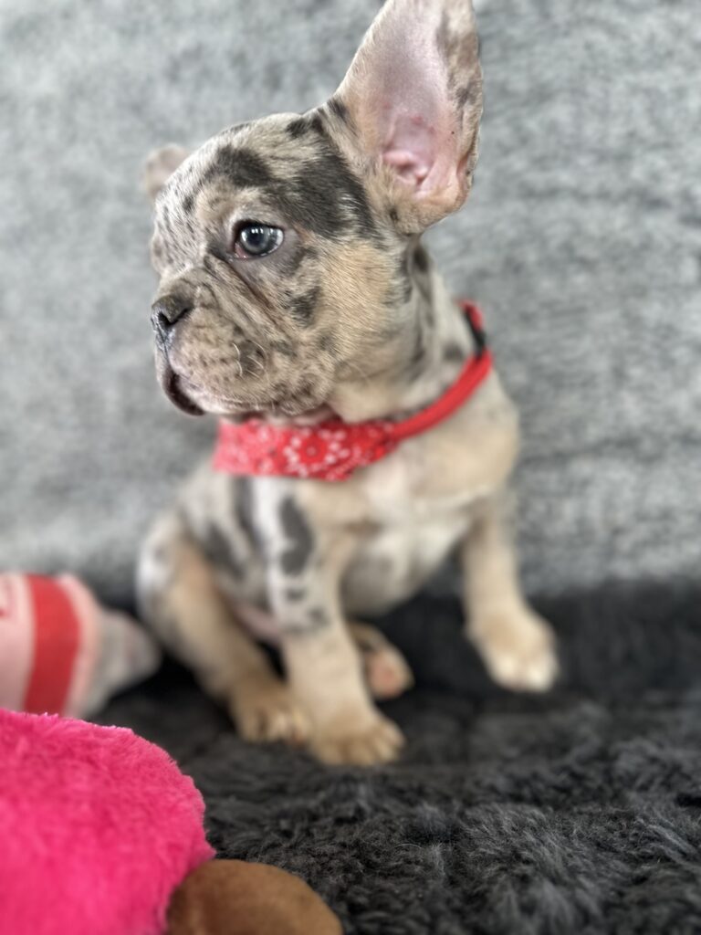 Rocky | Blue Merle & Tan French Bulldog Male | Mr. Adorable