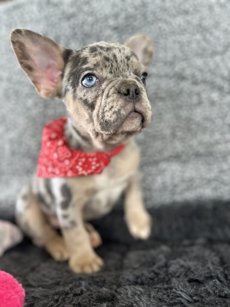 Rocky | Blue Merle & Tan French Bulldog Male | Mr. Adorable