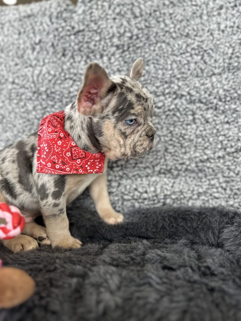 Rocky | Blue Merle & Tan French Bulldog Male | Mr. Adorable