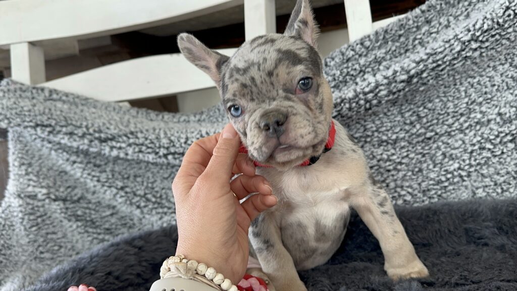 Rocky | Blue Merle & Tan French Bulldog Male | Mr. Adorable