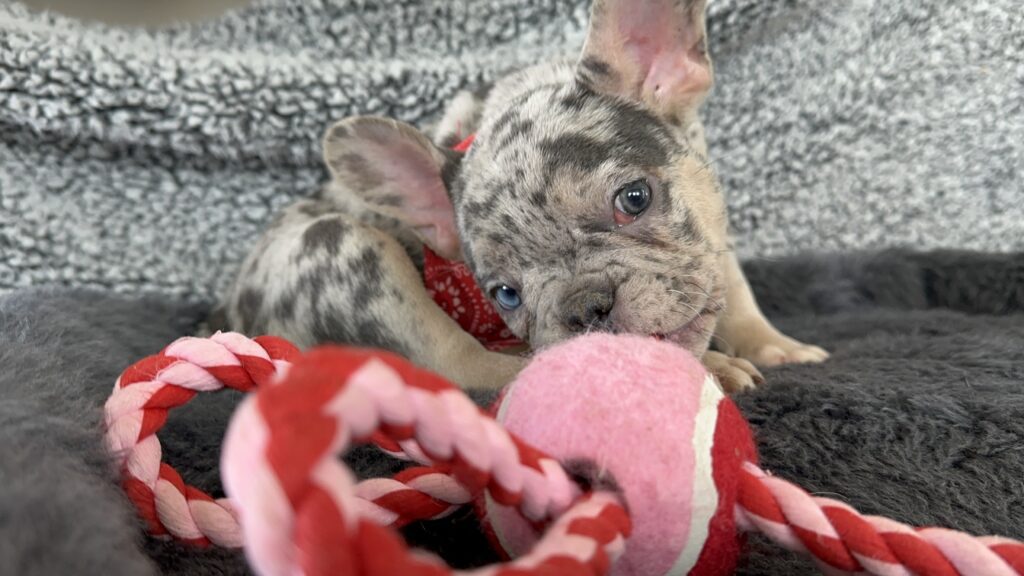 Rocky | Blue Merle & Tan French Bulldog Male | Mr. Adorable