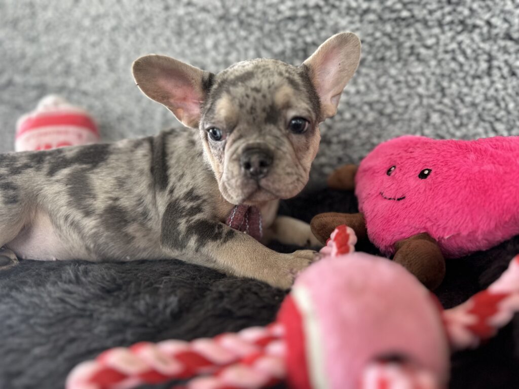 Reggie | Blue Merle & Tan French Bulldog Male | The Cheerful One