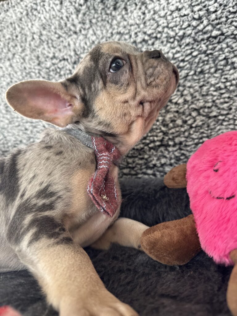 Reggie | Blue Merle & Tan French Bulldog Male | The Cheerful One