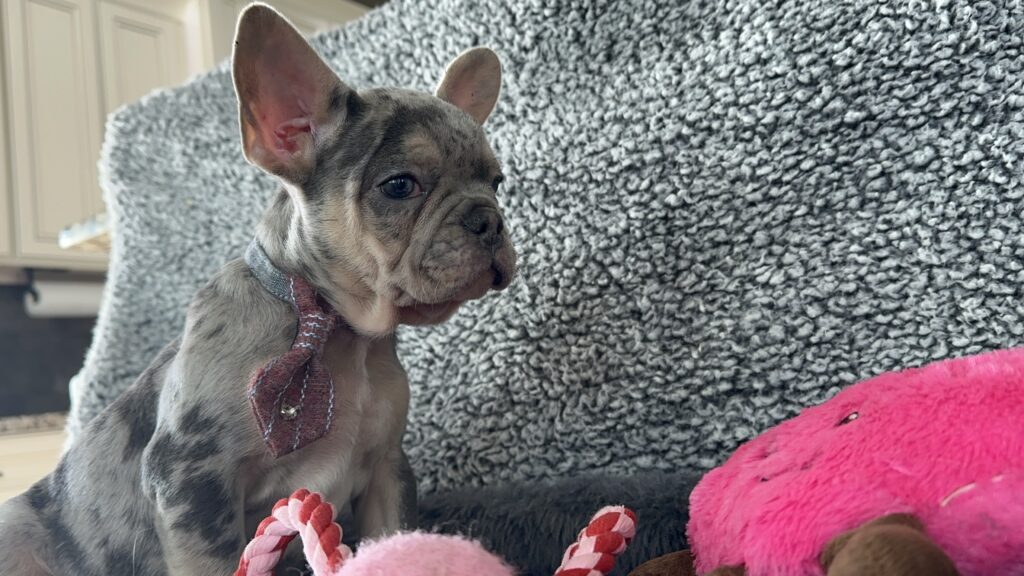 Reggie | Blue Merle & Tan French Bulldog Male | The Cheerful One