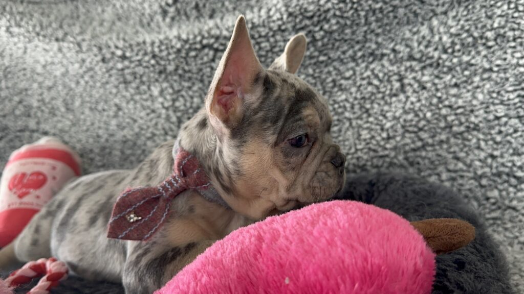 Reggie | Blue Merle & Tan French Bulldog Male | The Cheerful One