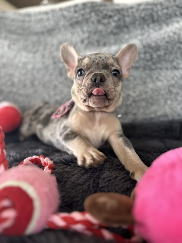 Reggie | Blue Merle & Tan French Bulldog Male | The Cheerful One