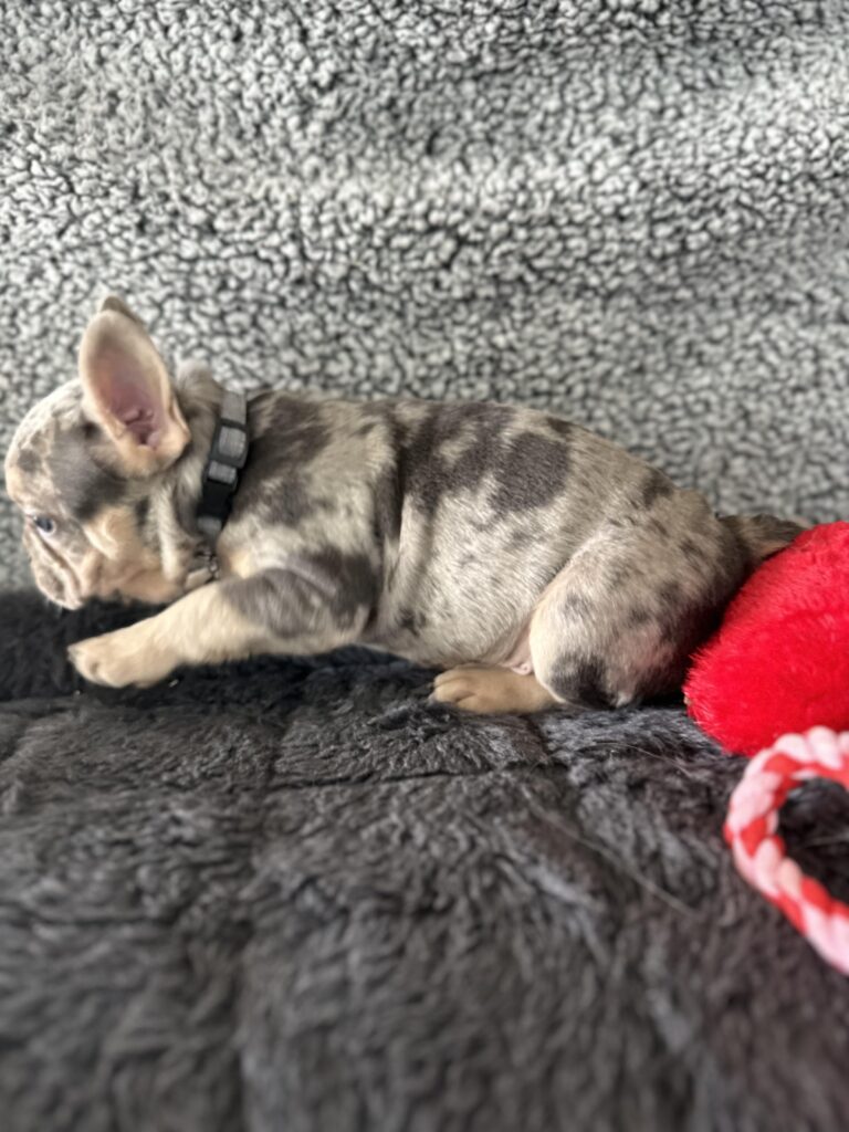 Reggie | Blue Merle & Tan French Bulldog Male | The Cheerful One