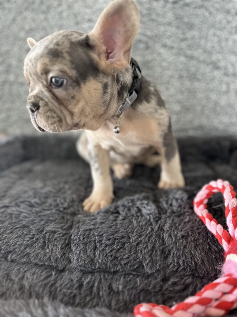 Reggie | Blue Merle & Tan French Bulldog Male | The Cheerful One