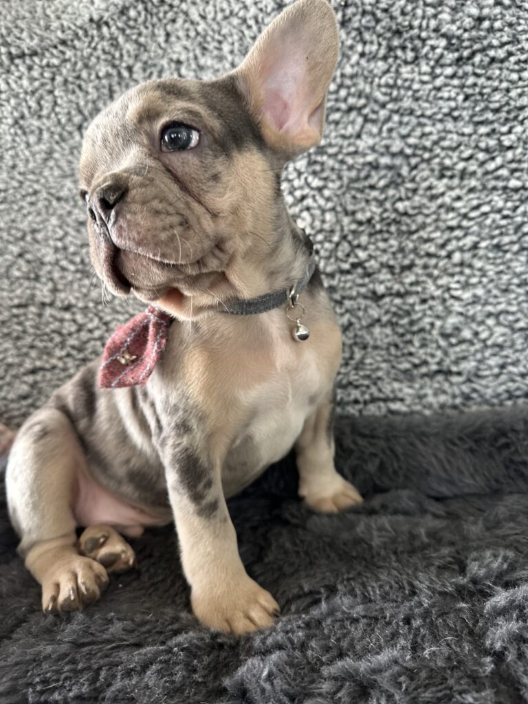 Reggie | Blue Merle & Tan French Bulldog Male | The Cheerful One