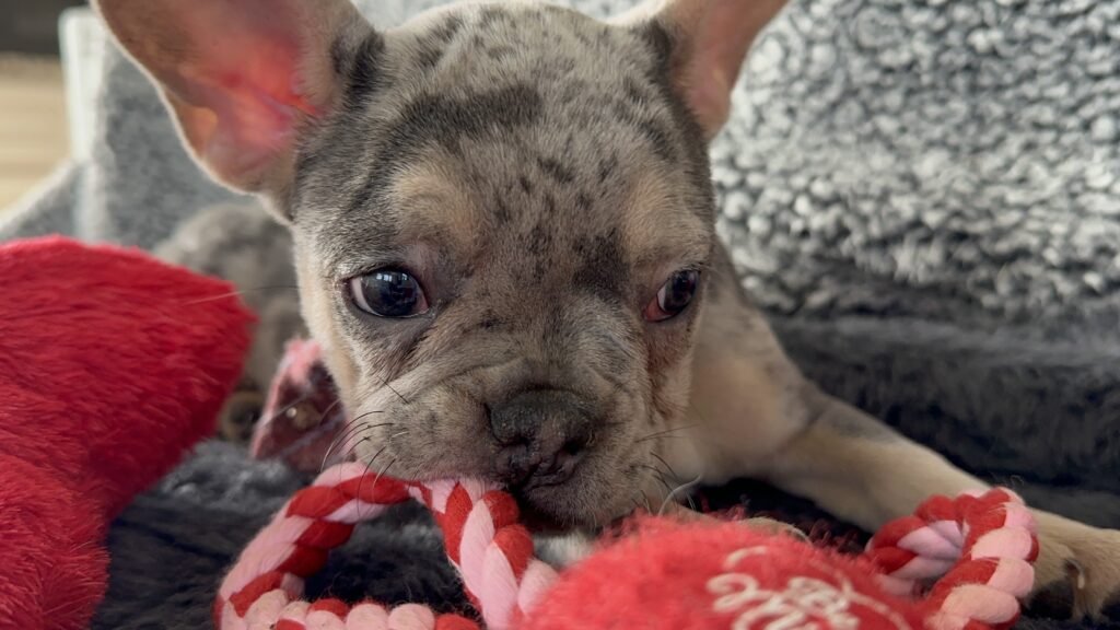 Reggie | Blue Merle & Tan French Bulldog Male | The Cheerful One