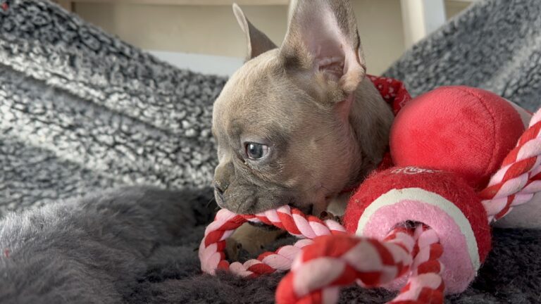 Ranger | Blue Fawn French Bulldog Male | The Captivating