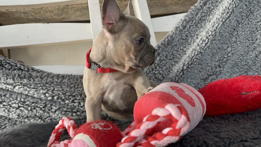 Ranger | Blue Fawn French Bulldog Male | The Captivating