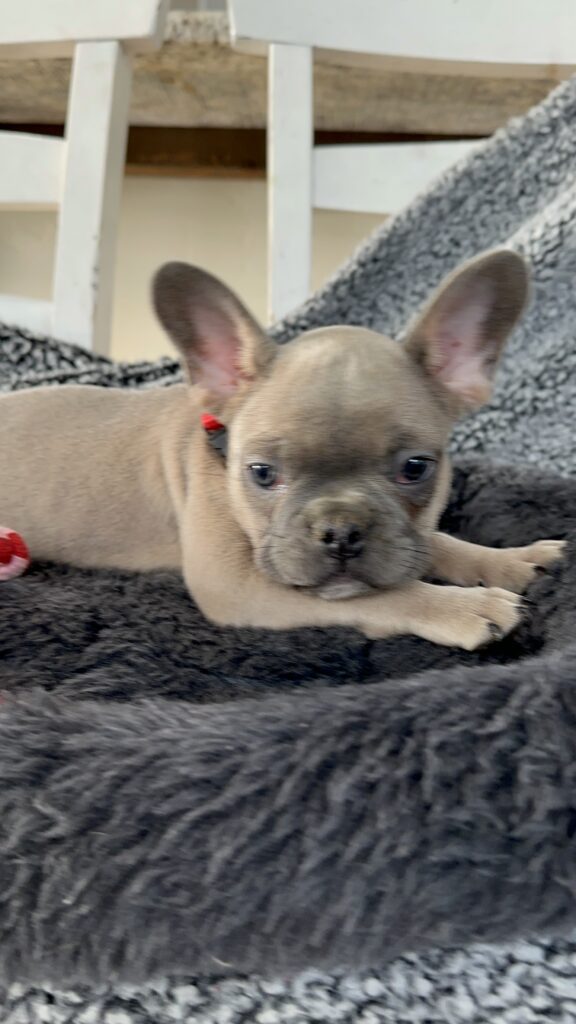 Ranger | Blue Fawn French Bulldog Male | The Captivating