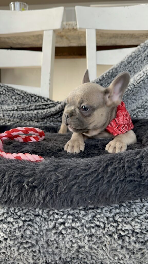 Ranger | Blue Fawn French Bulldog Male | The Captivating