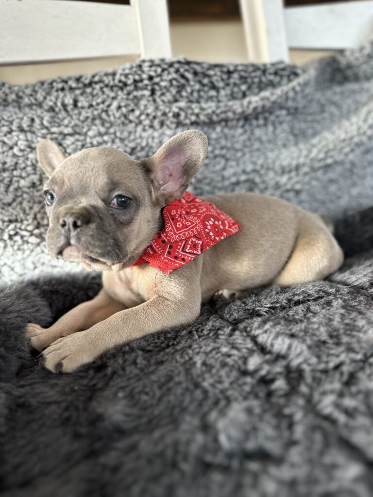 Ranger | Blue Fawn French Bulldog Male | The Captivating
