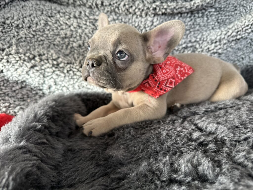 Ranger | Blue Fawn French Bulldog Male | The Captivating