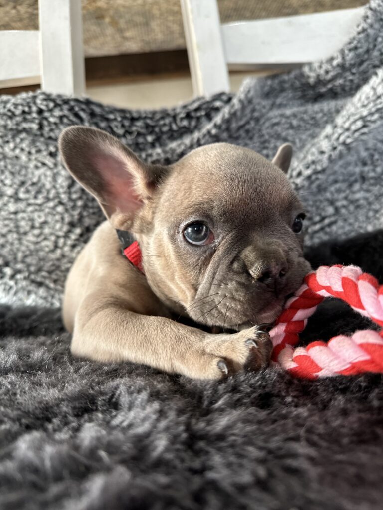 Ranger | Blue Fawn French Bulldog Male | The Captivating