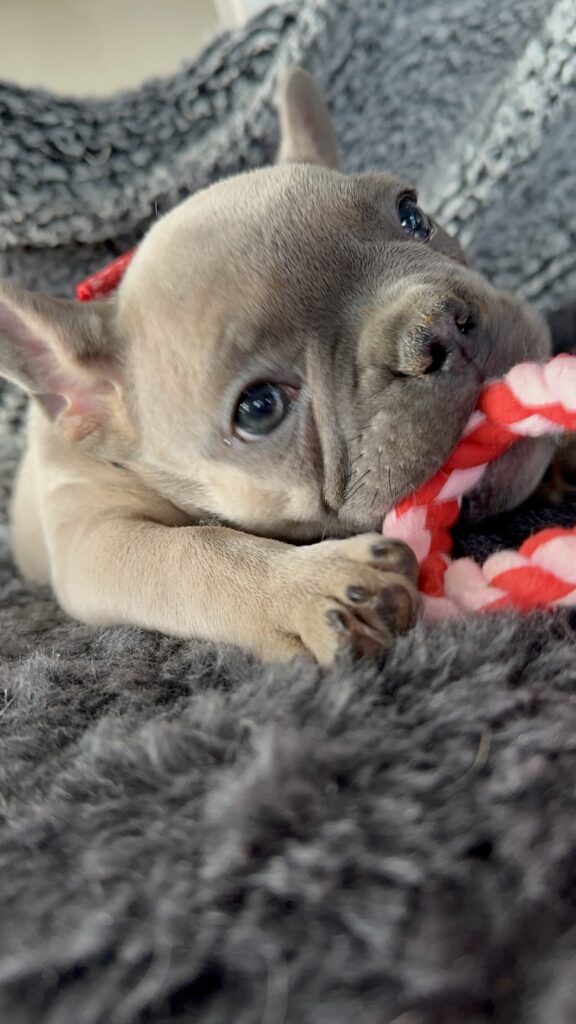 Ranger | Blue Fawn French Bulldog Male | The Captivating