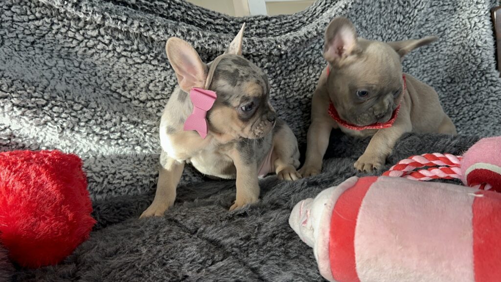 River | Blue Merle & Tan French Bulldog Female | The Angel