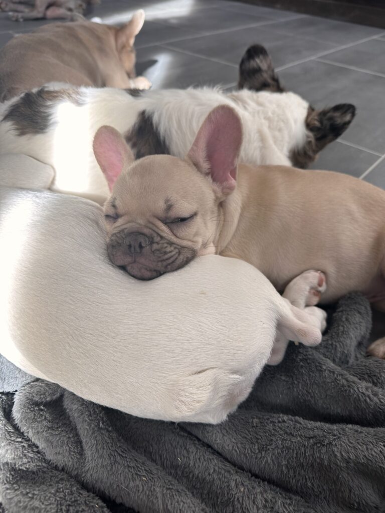Truman | Lilac Fawn French Bulldog Male | The Joyful