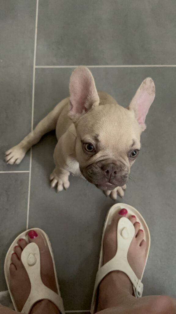 Truman | Lilac Fawn French Bulldog Male | The Joyful