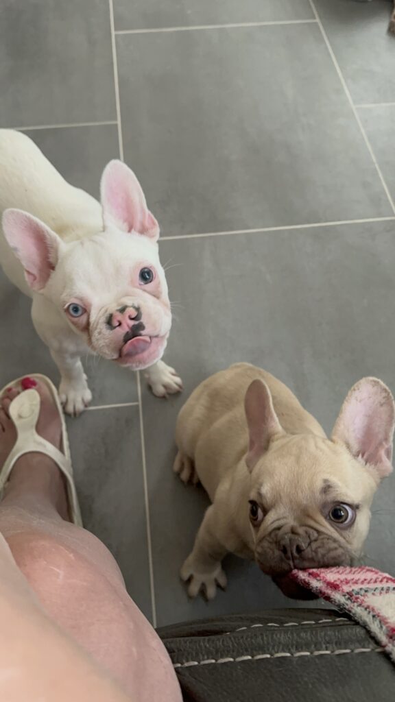 Truman | Lilac Fawn French Bulldog Male | The Joyful