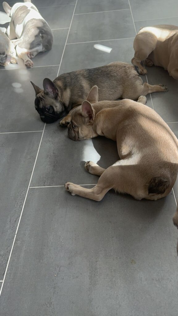Izzy | Lilac Fawn French Bulldog Male | The Polite One