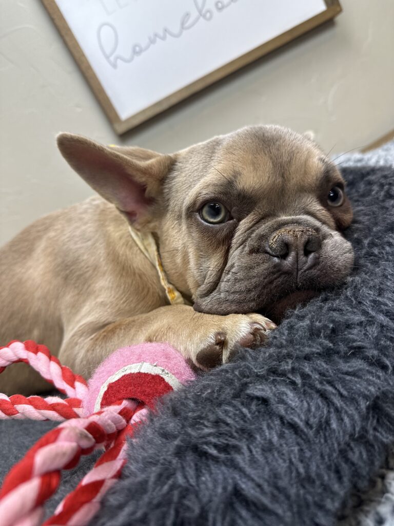 Izzy | Lilac Fawn French Bulldog Male | The Polite One
