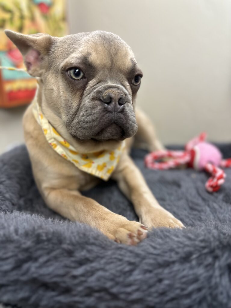 Izzy | Lilac Fawn French Bulldog Male | The Polite One