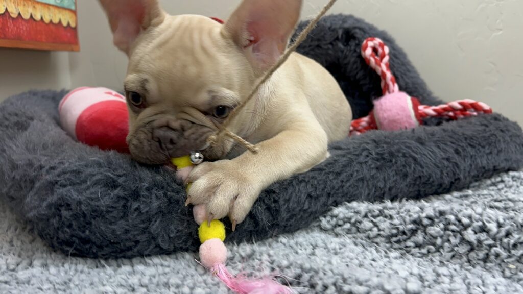 Truman | Lilac Fawn French Bulldog Male | The Joyful