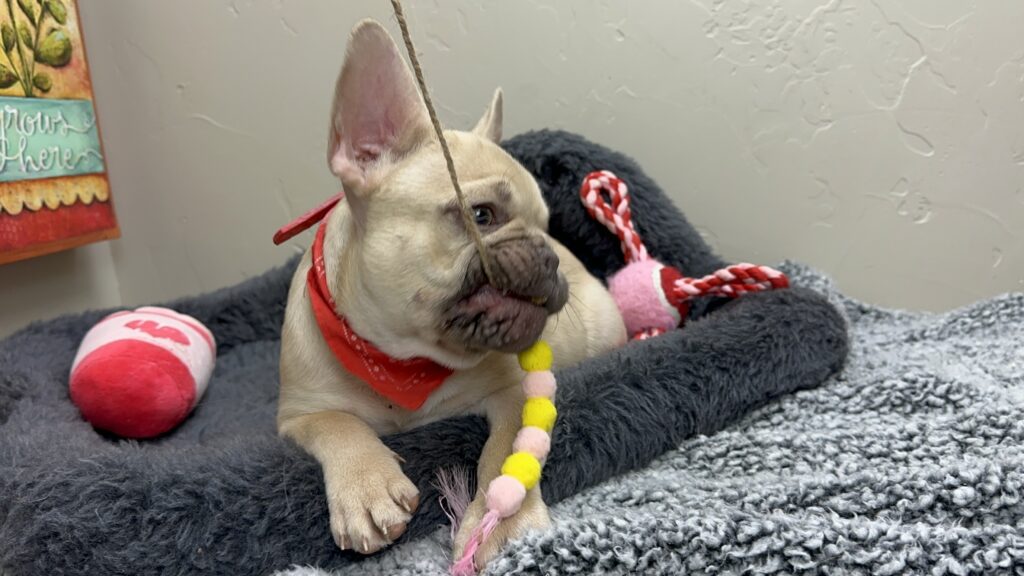 Truman | Lilac Fawn French Bulldog Male | The Joyful