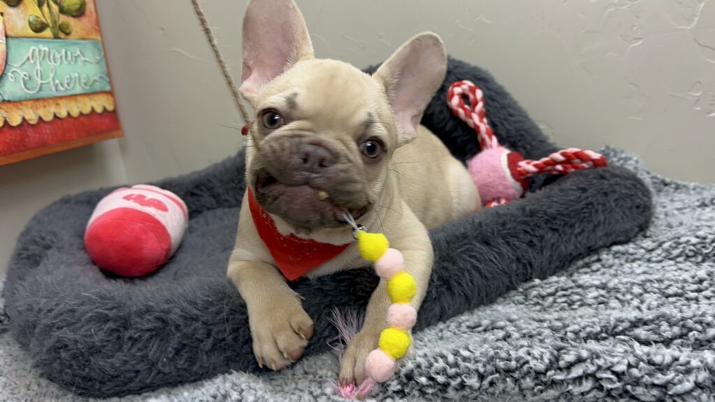 Truman | Lilac Fawn French Bulldog Male | The Joyful