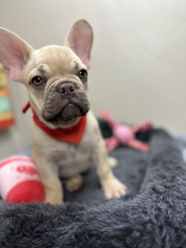 Truman | Lilac Fawn French Bulldog Male | The Joyful