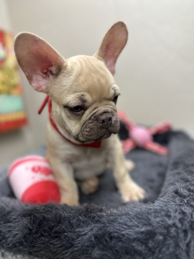 Truman | Lilac Fawn French Bulldog Male | The Joyful
