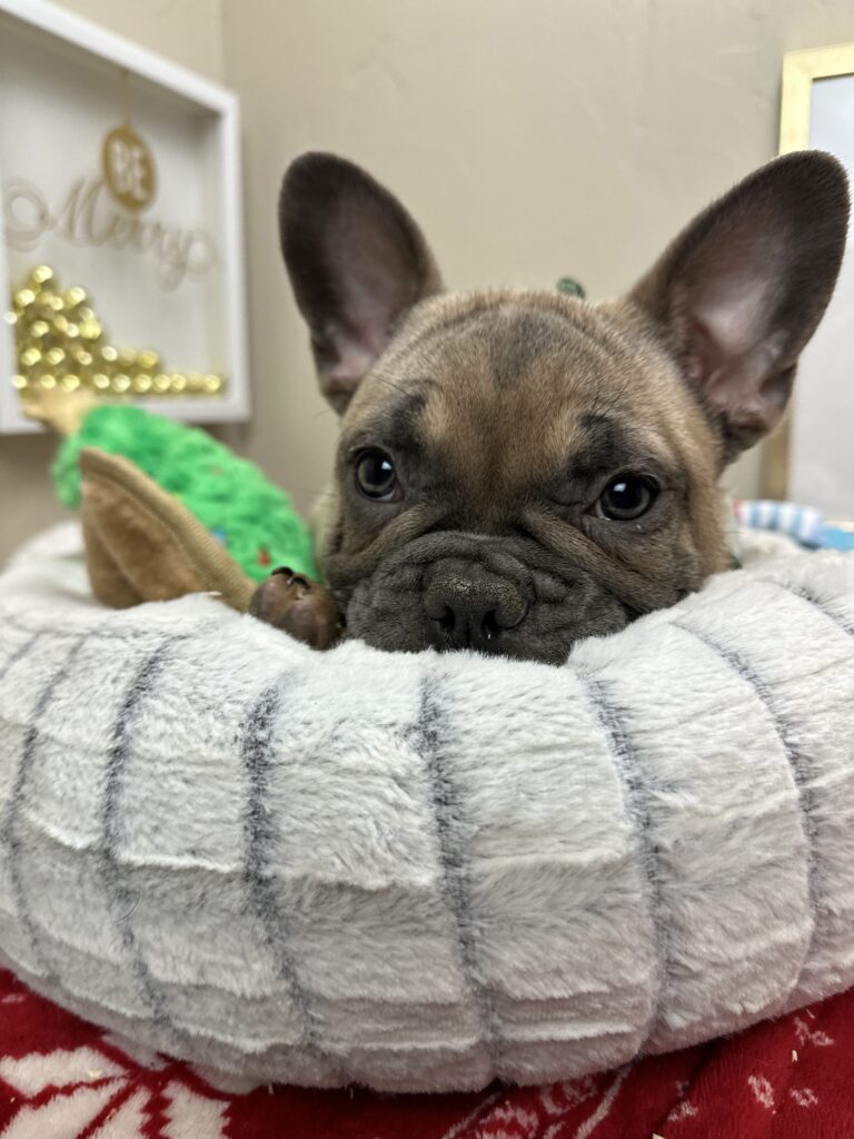 Argo | Blue Fawn French Bulldog Male | The Incredible