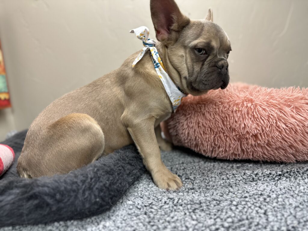Izzy | Lilac Fawn French Bulldog Male | The Polite One