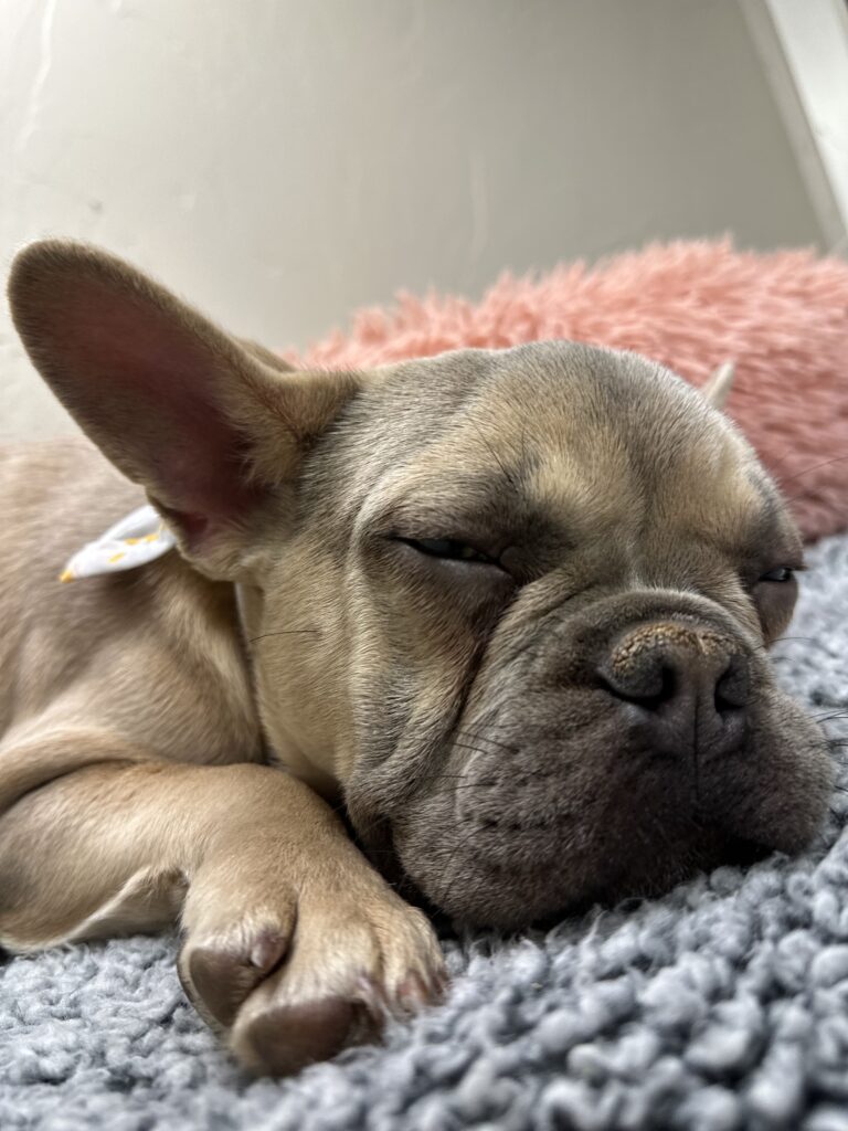 Izzy | Lilac Fawn French Bulldog Male | The Polite One