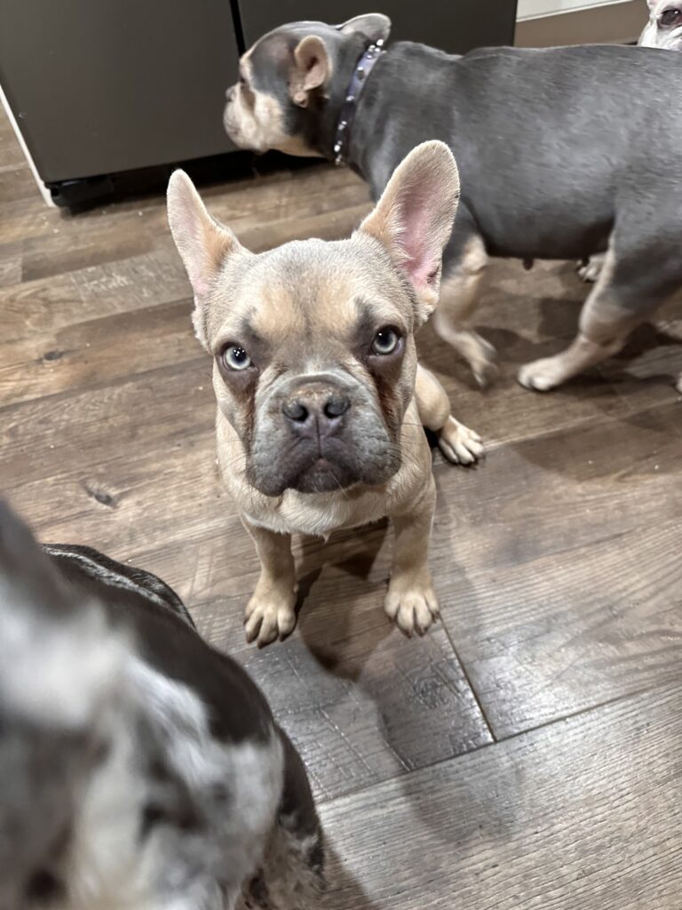 Izzy | Lilac Fawn French Bulldog Male | The Polite One