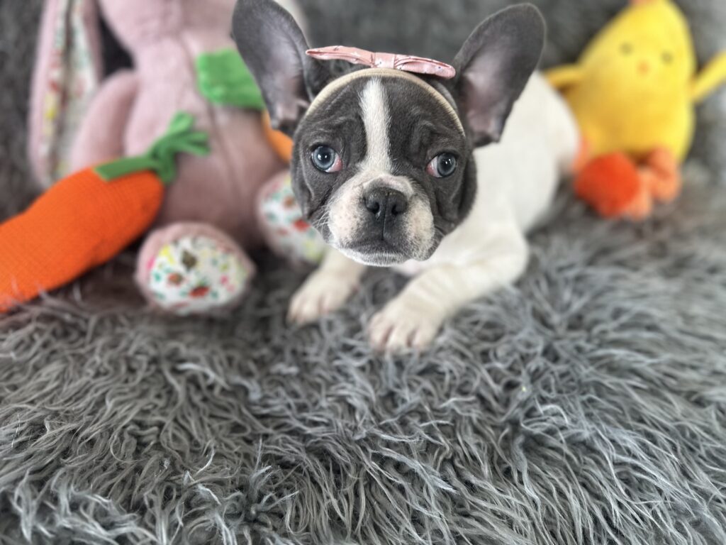 Sugar | Blue Pied French Bulldog Female | The Princess