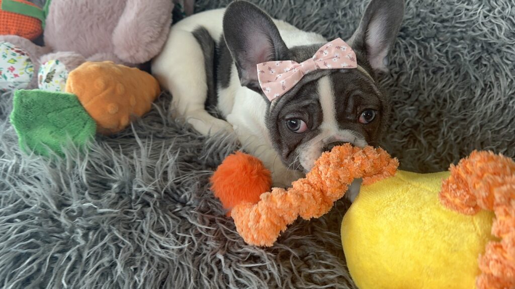 Sugar | Blue Pied French Bulldog Female | The Princess