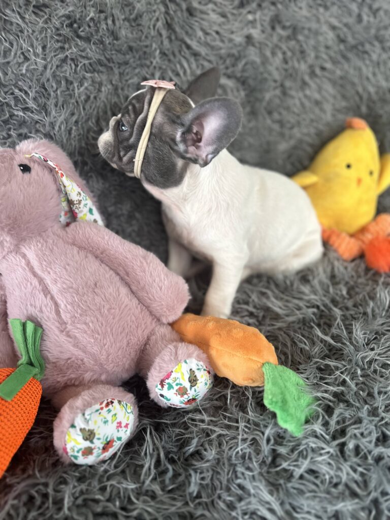 Sugar | Blue Pied French Bulldog Female | The Princess