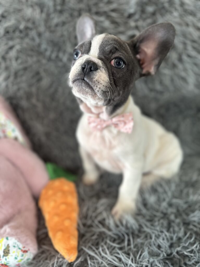 Sugar | Blue Pied French Bulldog Female | The Princess