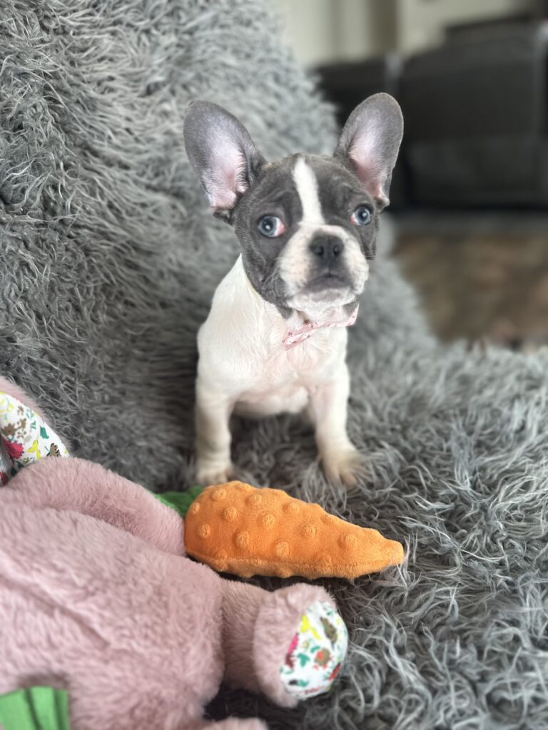 Sugar | Blue Pied French Bulldog Female | The Princess