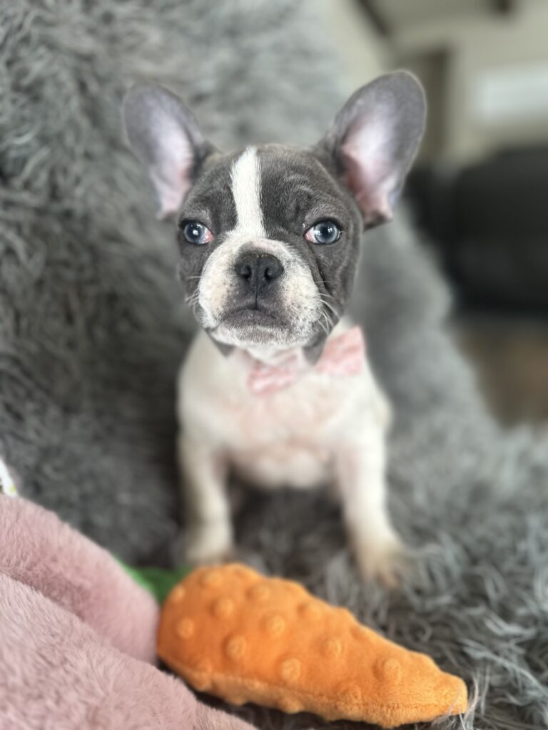 Sugar | Blue Pied French Bulldog Female | The Princess