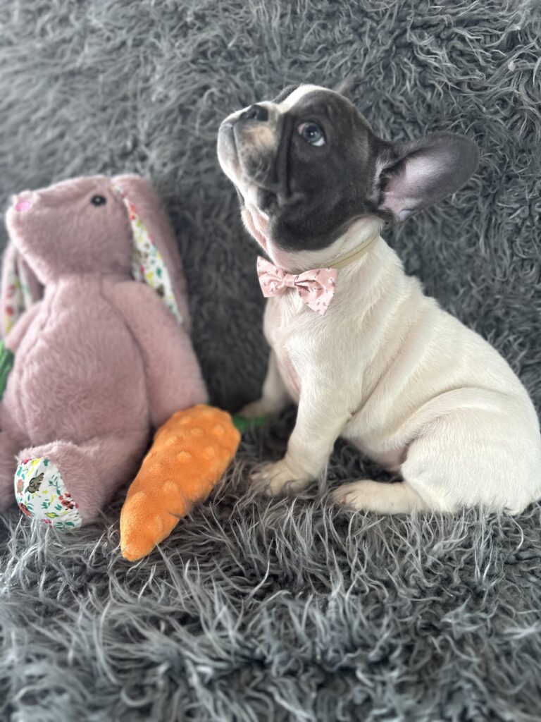 Sugar | Blue Pied French Bulldog Female | The Princess