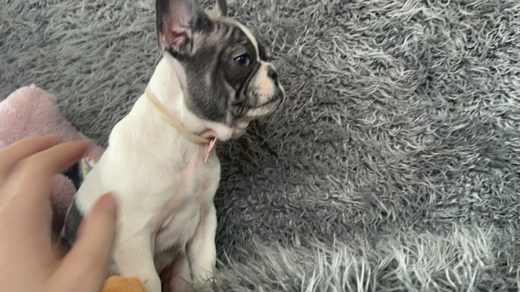 Sugar | Blue Pied French Bulldog Female | The Princess